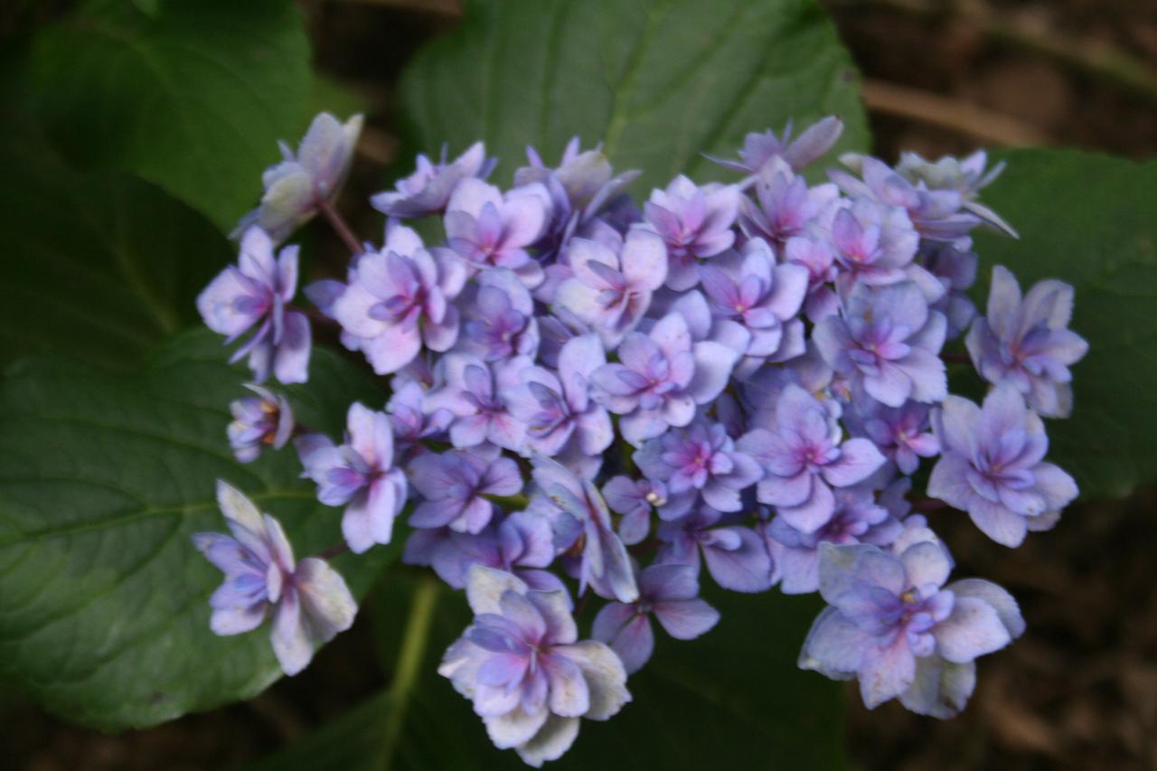 Hydrangea macrophylla YOU & ME 'Expression'® -8-