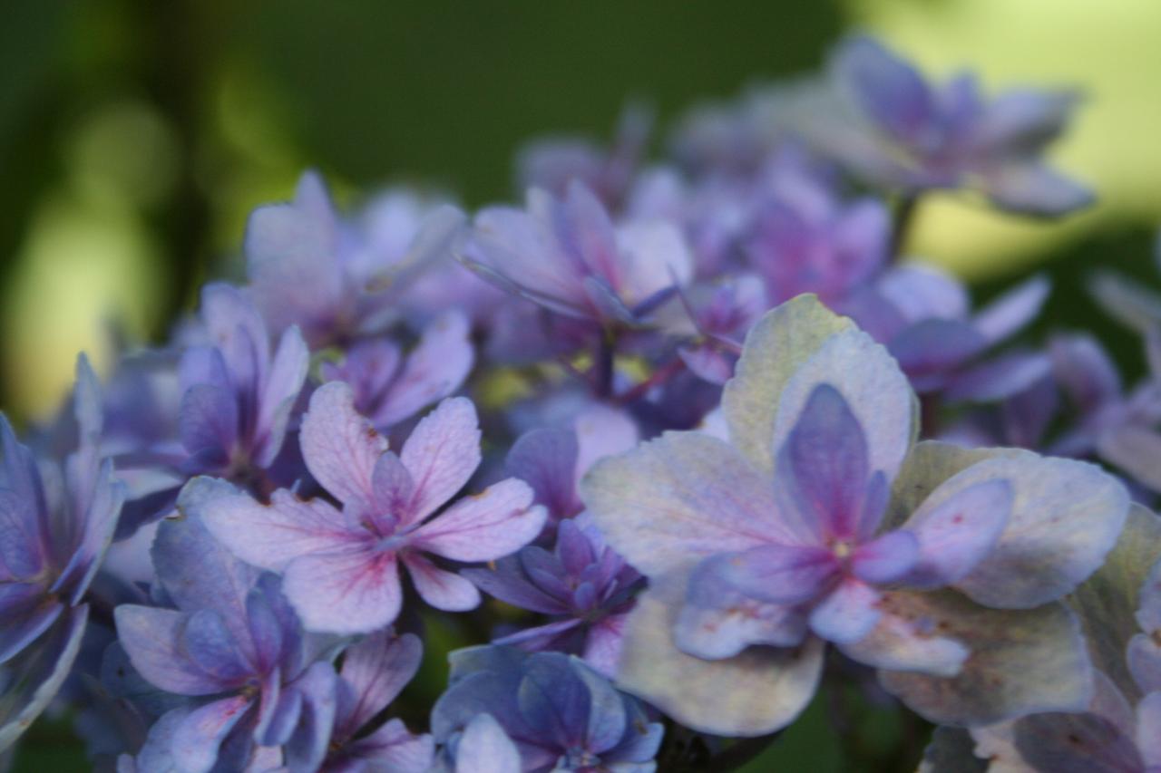 Hydrangea macrophylla YOU & ME 'Expression'® -9-