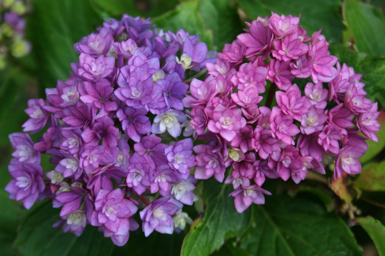 Hydrangea macrophylla YOU & ME 'Together' ®