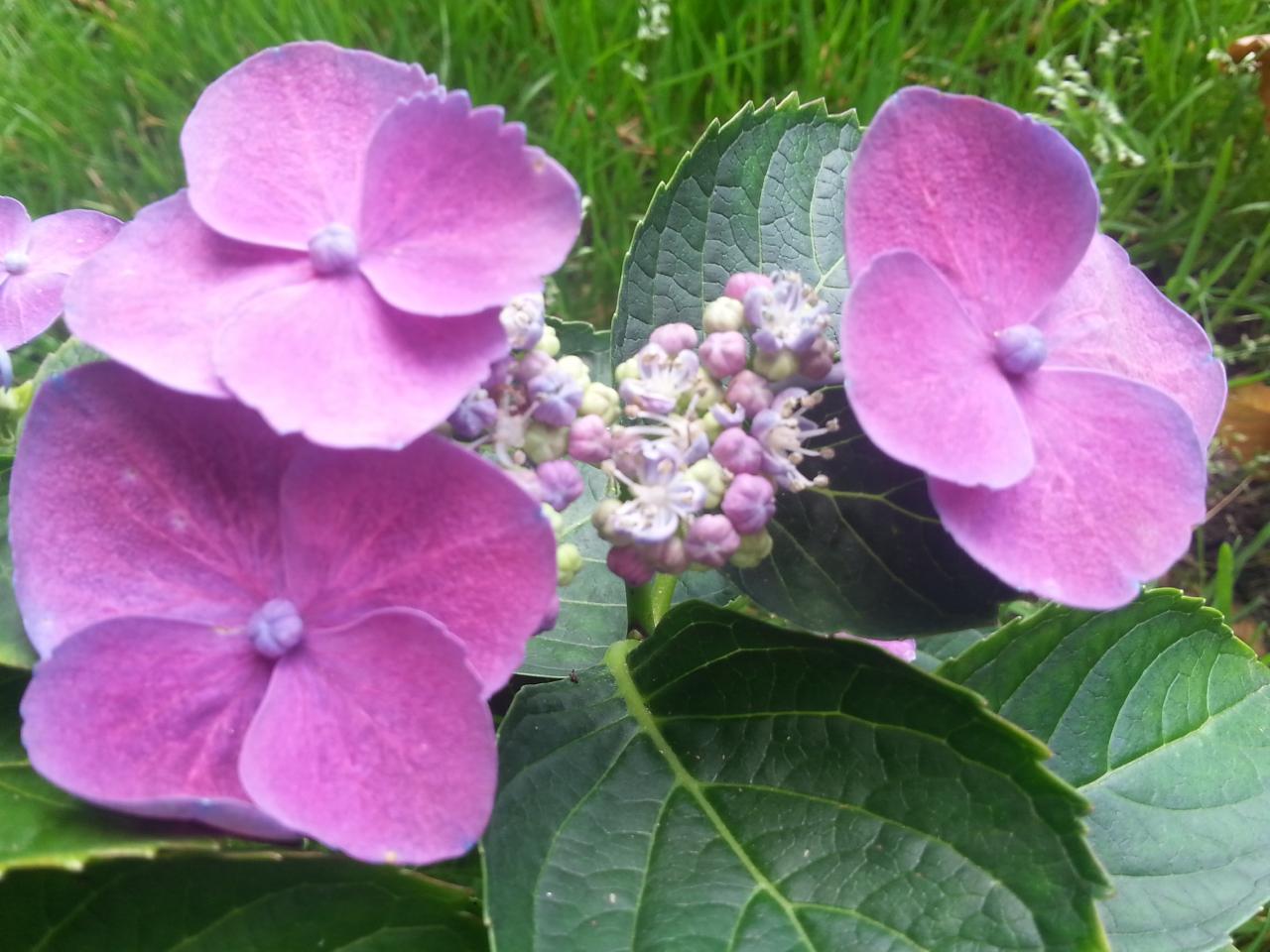 Hydrangea macrophylla 'Zaunkönig'