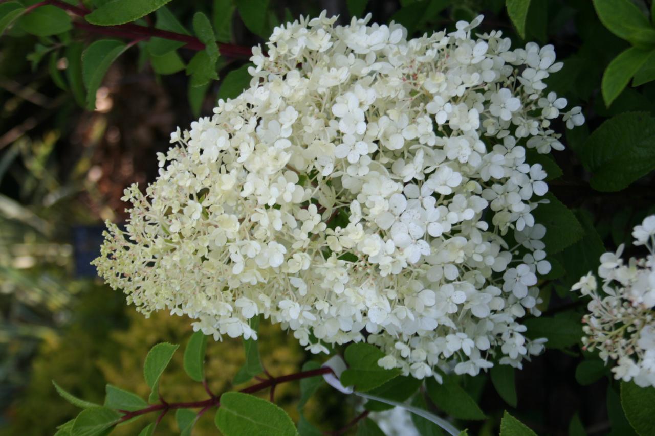 Hydrangea paniculata 'Bobo'®