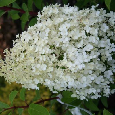 Hydrangea paniculata 'Bobo'®