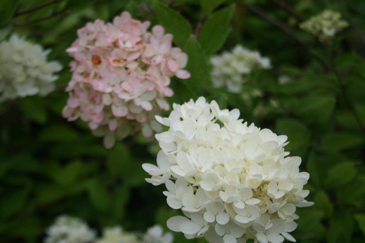 Hydrangea paniculata 'Compacta'-5-