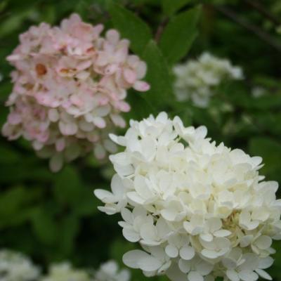 Hydrangea paniculata 'Compacta'-5-