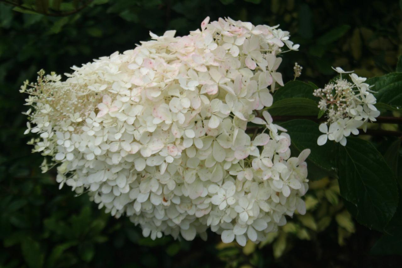 Hydrangea paniculata 'Cruq Farm'-3-