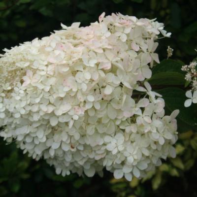 Hydrangea paniculata 'Cruq Farm'-3-