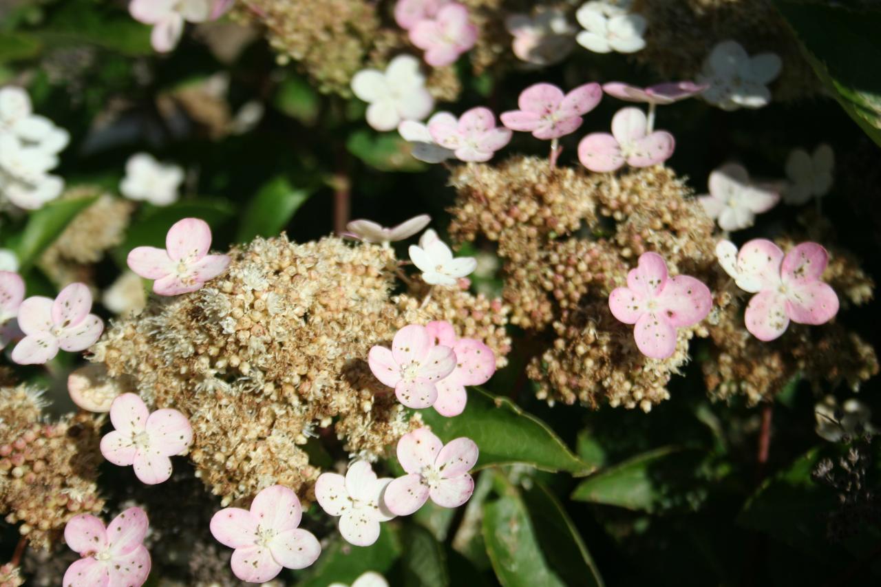 Hydrangea paniculata 'Daruma'-6-