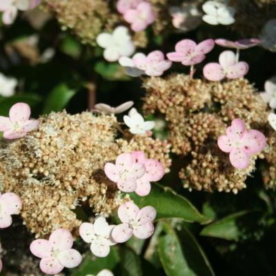 Hydrangea paniculata 'Daruma'-6-