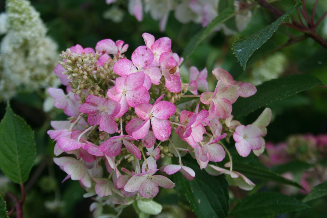 Hydrangea paniculata DENTELLE DE GORON® 'Rencri'-4-