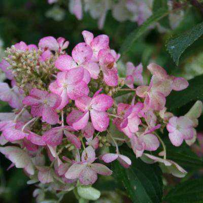 Hydrangea paniculata DENTELLE DE GORON® 'Rencri'-4-