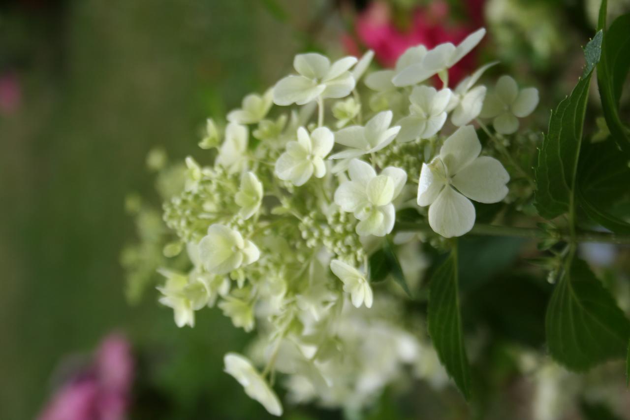 Hydrangea paniculata DENTELLE DE GORON® 'Rencri'