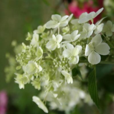 Hydrangea paniculata DENTELLE DE GORON® 'Rencri'