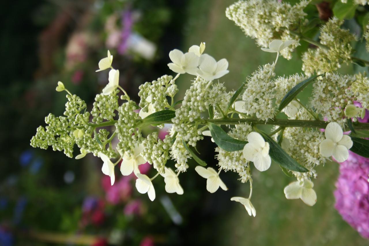 Hydrangea paniculata 'Kyushu'-2-