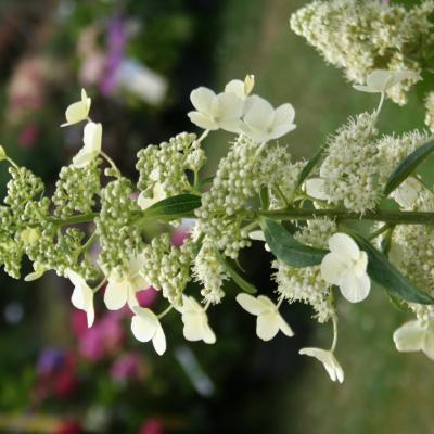 Hydrangea paniculata 'Kyushu'-2-