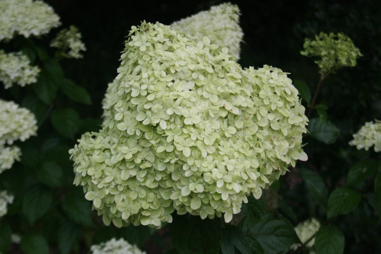 Hydrangea paniculata 'Limelight'-3-