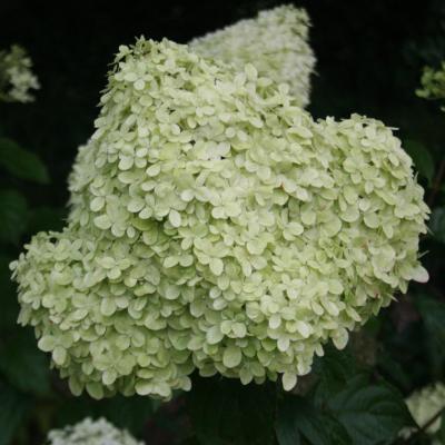 Hydrangea paniculata 'Limelight'-3-