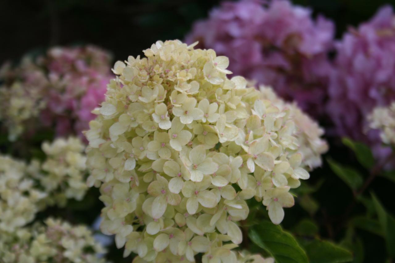 Hydrangea paniculata LITTLE LIME® 'Jane'