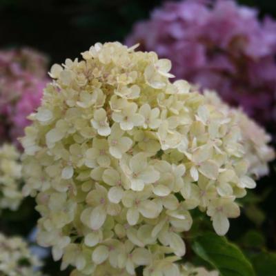 Hydrangea paniculata LITTLE LIME® 'Jane'