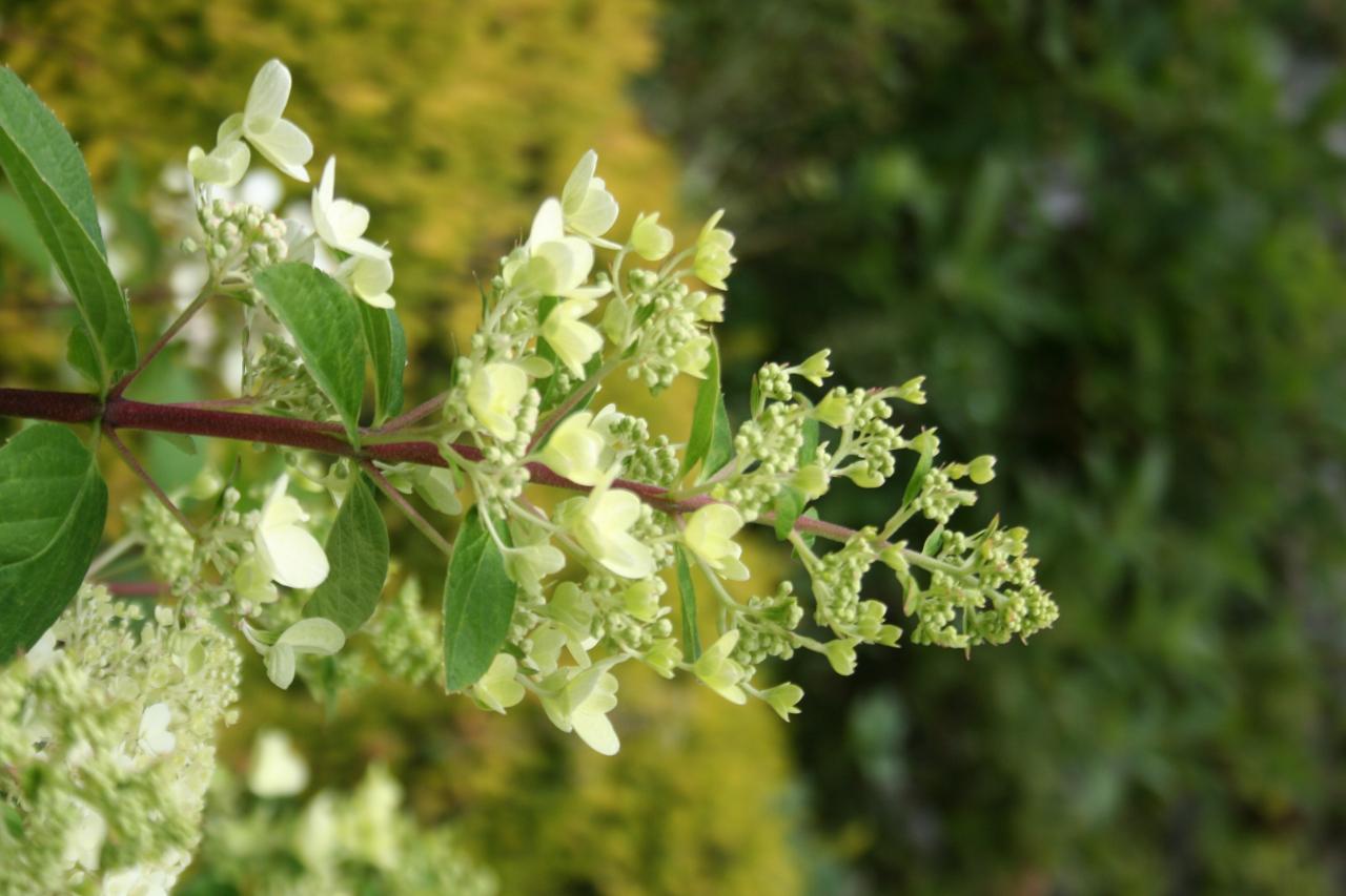 Hydrangea paniculata MAGICAL® FIRE 'Bockraplume'