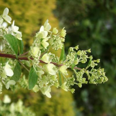 Hydrangea paniculata MAGICAL® FIRE 'Bockraplume'