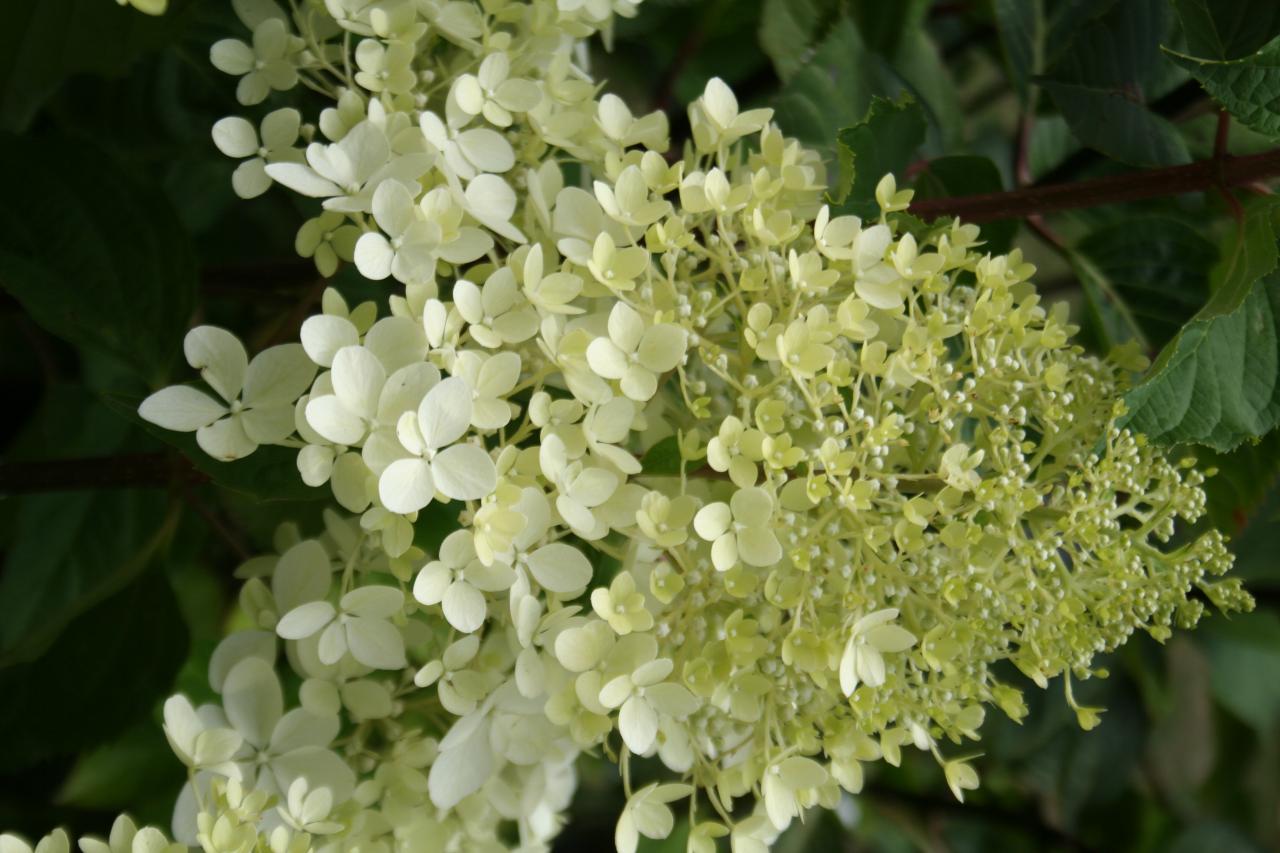 Hydrangea paniculata 'Phantom'-3-