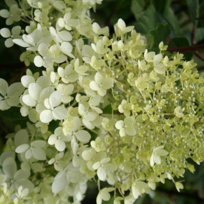 Hydrangea paniculata 'Phantom'-3-