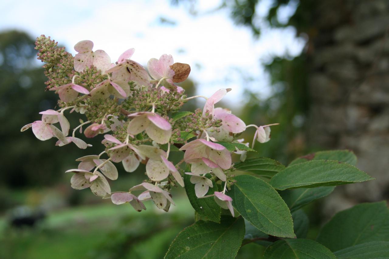 Hydrangea paniculata 'Pink Diamond'-3-