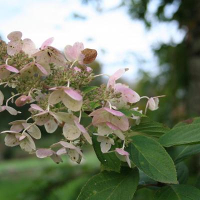 Hydrangea paniculata 'Pink Diamond'-3-