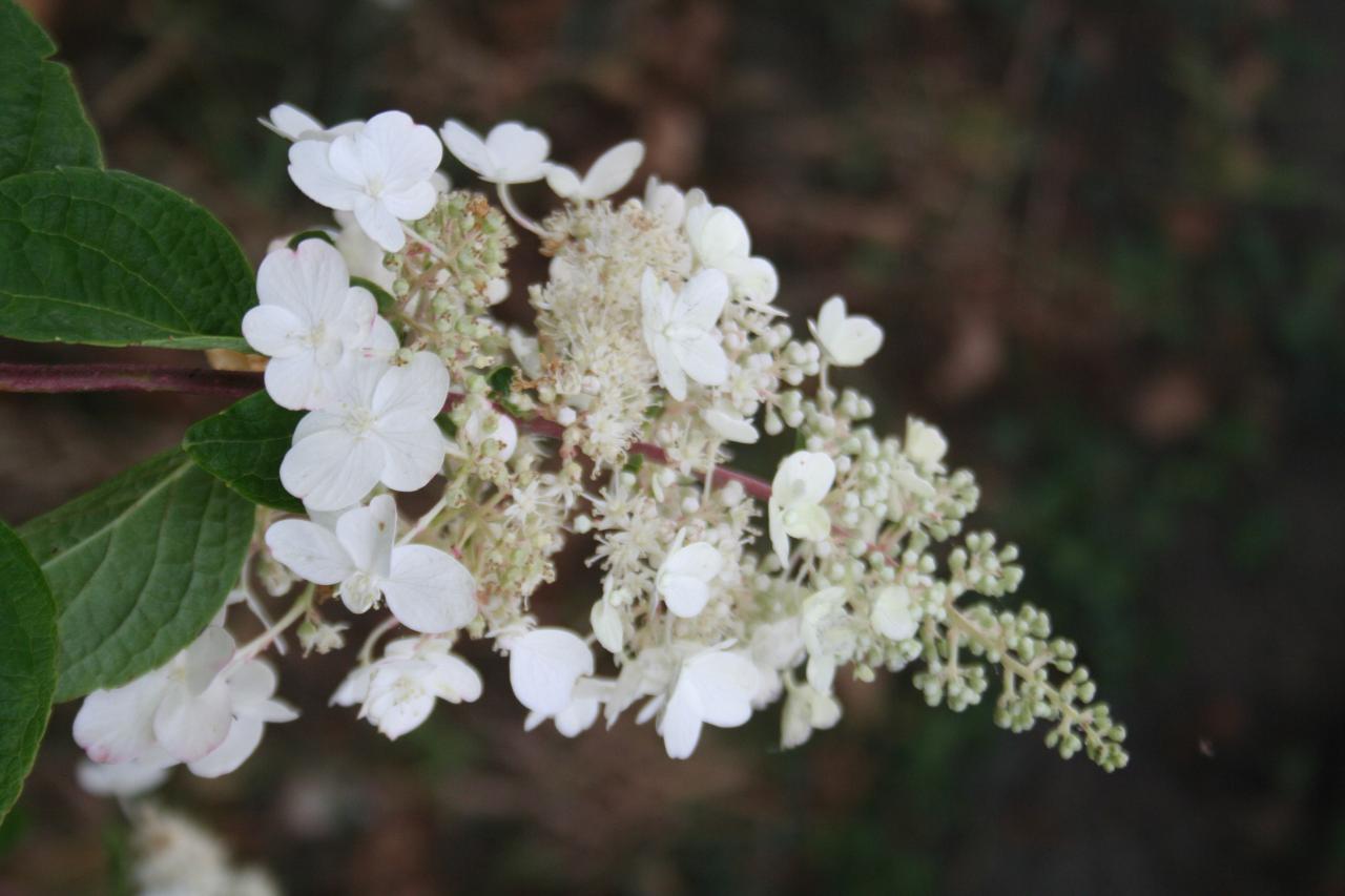 Hydrangea paniculata 'Pinky Winky'-3-