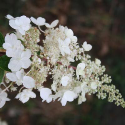 Hydrangea paniculata 'Pinky Winky'-3-