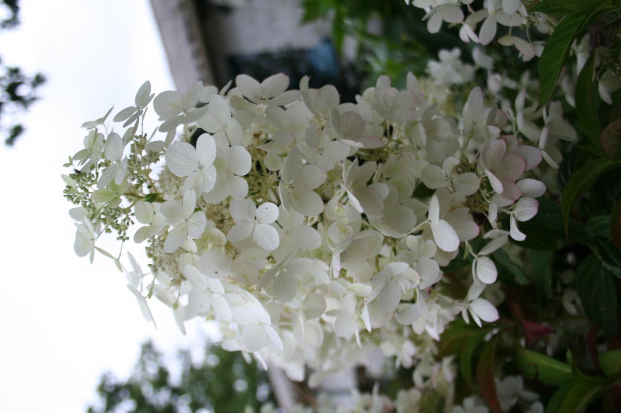 Hydrangea paniculata 'Ruby'