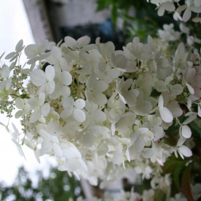 Hydrangea paniculata 'Ruby'