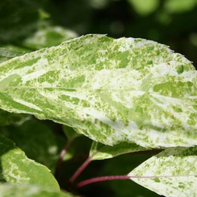 Hydrangea paniculata 'Shikoku Flash'-3-