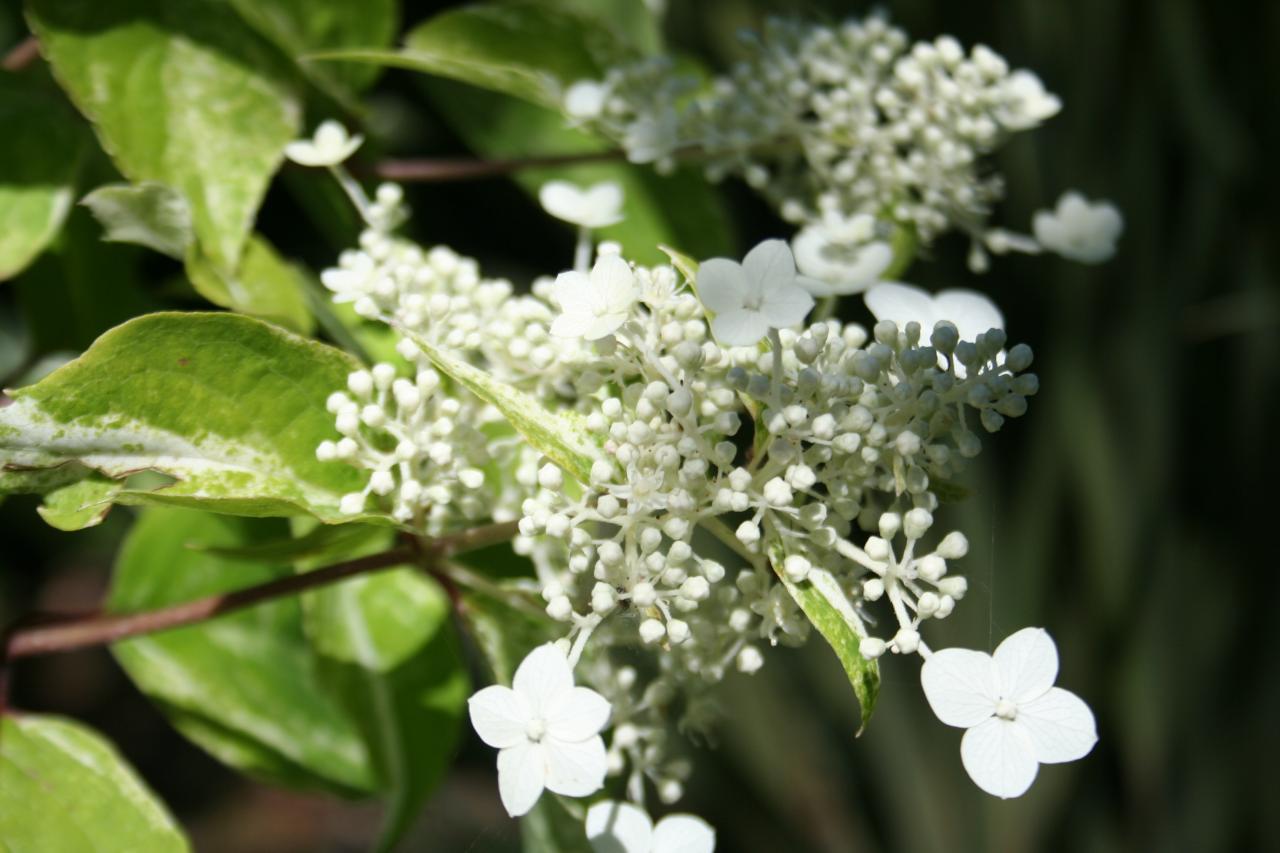 Hydrangea paniculata 'Shikoku Flash'-8-