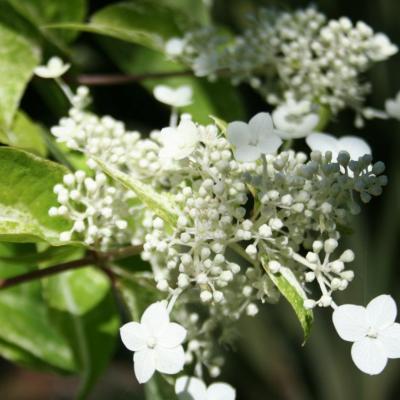 Hydrangea paniculata 'Shikoku Flash'-8-