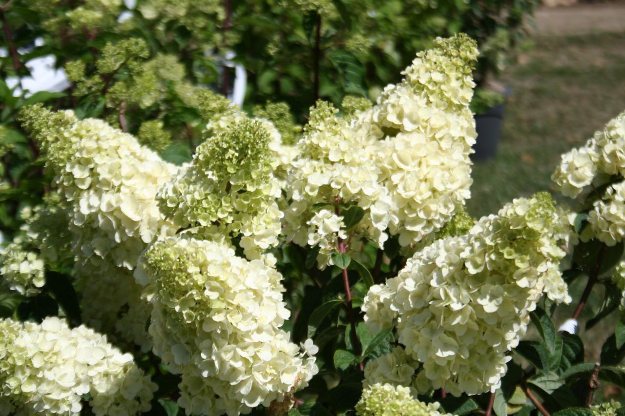 Hydrangea paniculata SUNDAE FRAISE® 'Rensun'-2-