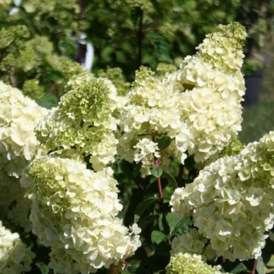 Hydrangea paniculata SUNDAE FRAISE® 'Rensun'-2-