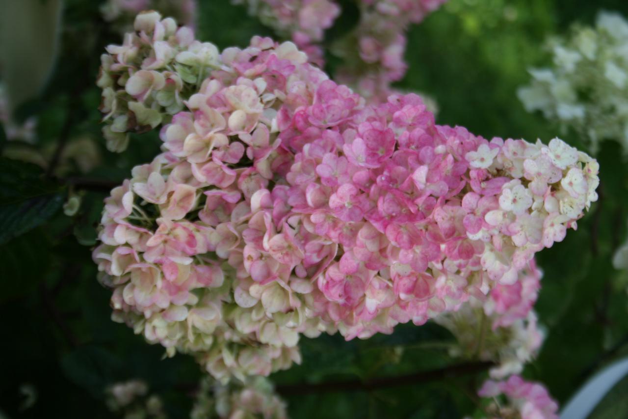 Hydrangea paniculata SUNDAE FRAISE® 'Rensun'-4-