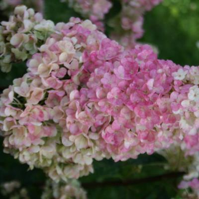 Hydrangea paniculata SUNDAE FRAISE® 'Rensun'-4-