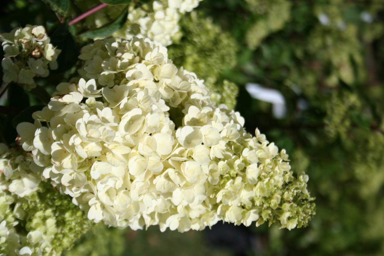 Hydrangea paniculata SUNDAE FRAISE® 'Rensun'