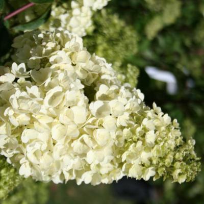 Hydrangea paniculata