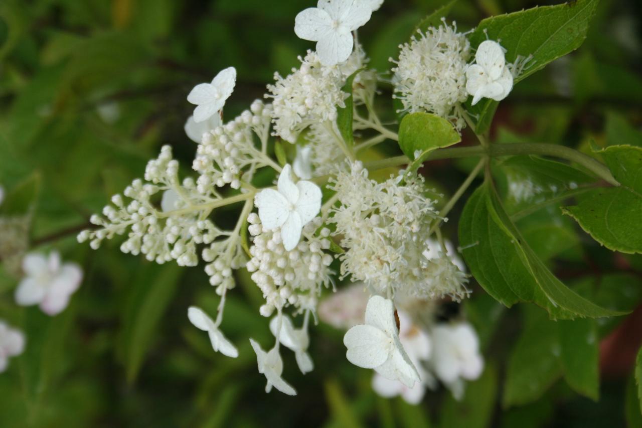 Hydrangea paniculata 'Tardiva'