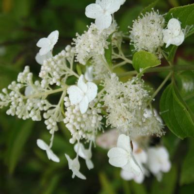 Hydrangea paniculata 'Tardiva'