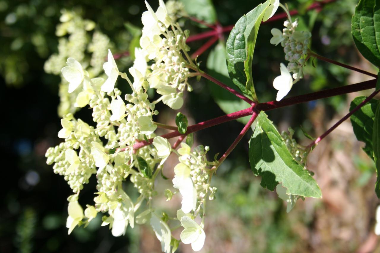 Hydrangea paniculata 'Wim's Red'®-3-