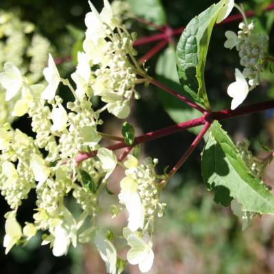 Hydrangea paniculata 'Wim's Red'®-3-