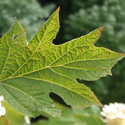 Hydrangea quercifolia-2-