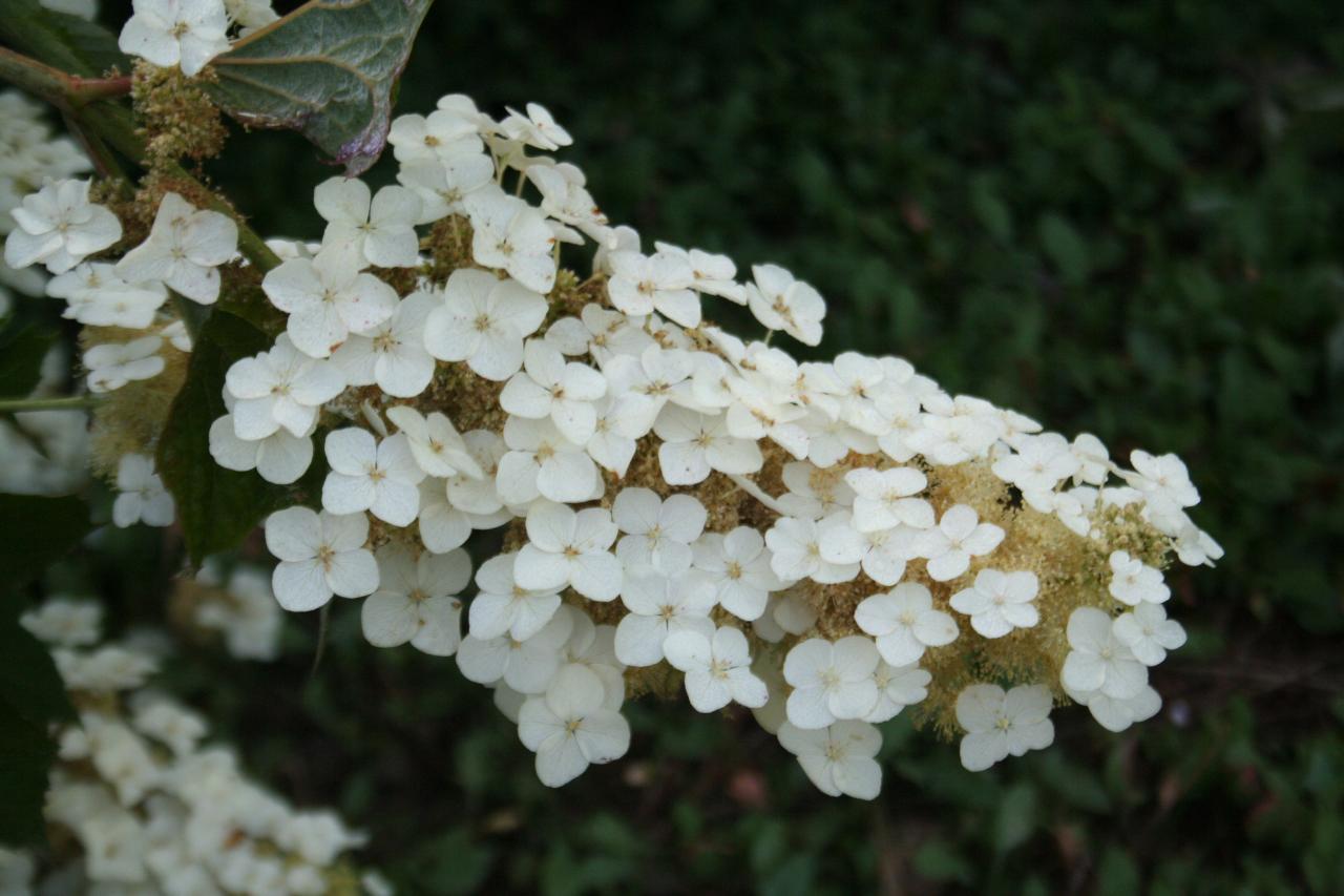 Hydrangea quercifolia-8-