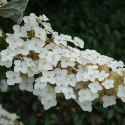 Hydrangea quercifolia-8-