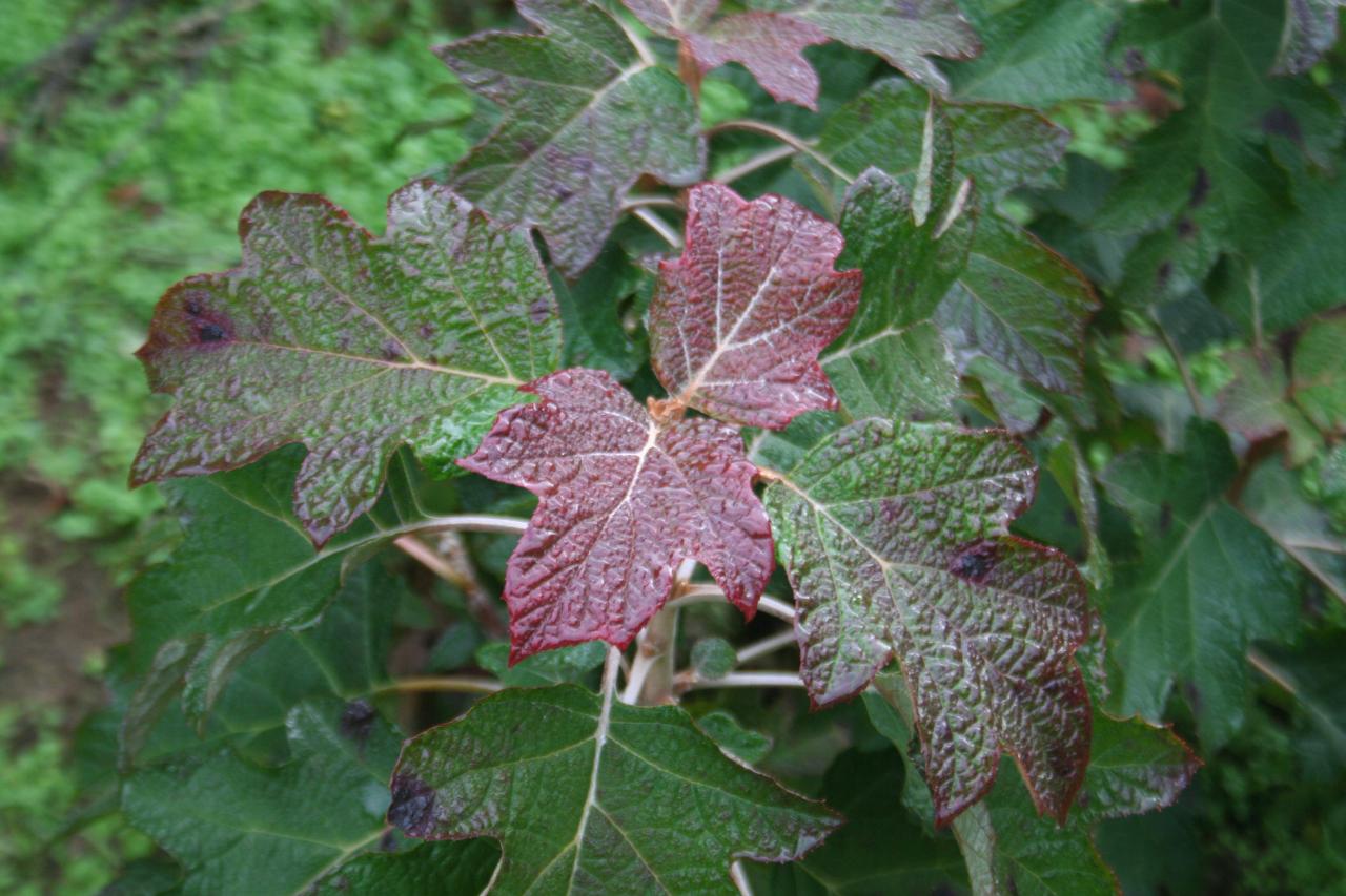 Hydrangea quercifolia-9-