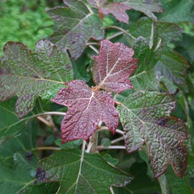 Hydrangea quercifolia-9-